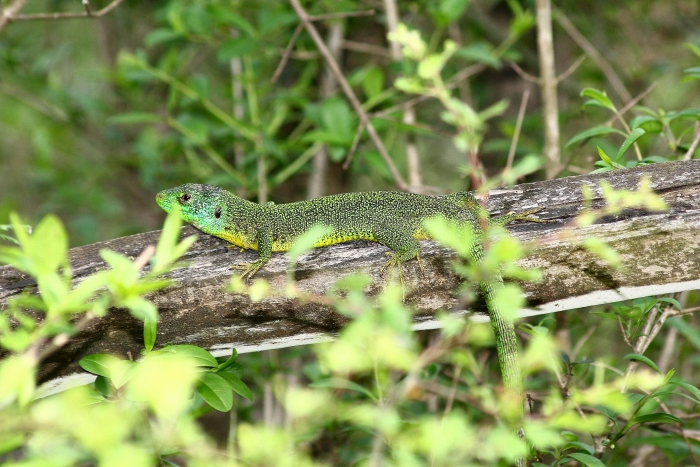 Lacerta bilineata ambientata